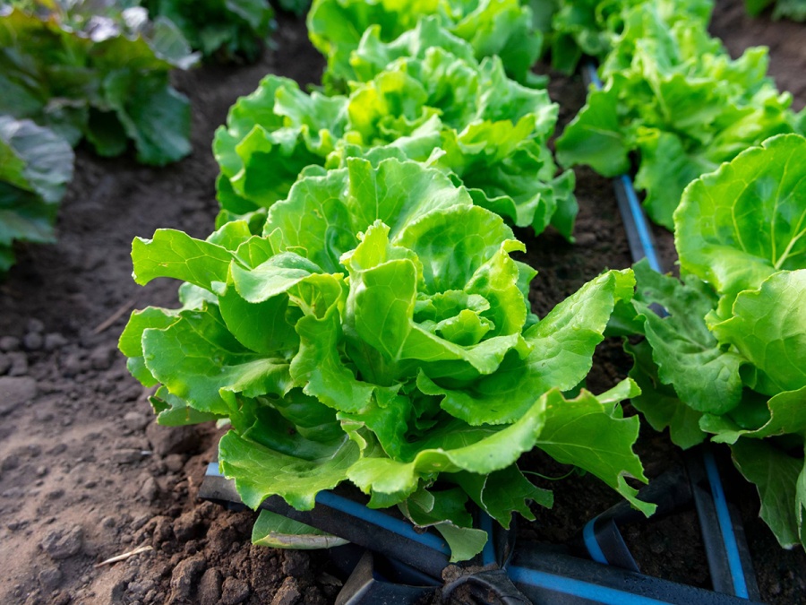 Zima? Nevadí! Co pěstovat ve skleníku na podzim?