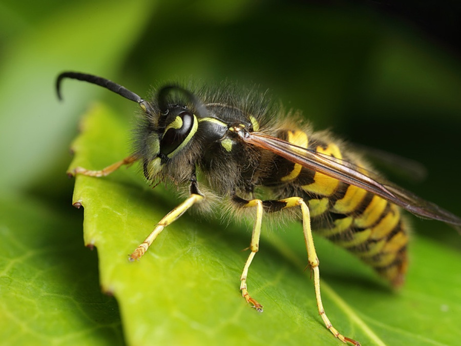 O hmyzom hotelierstve