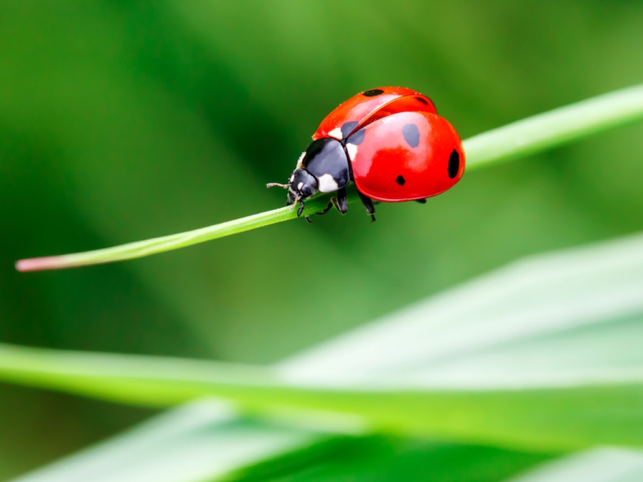 O hmyzom hotelierstve