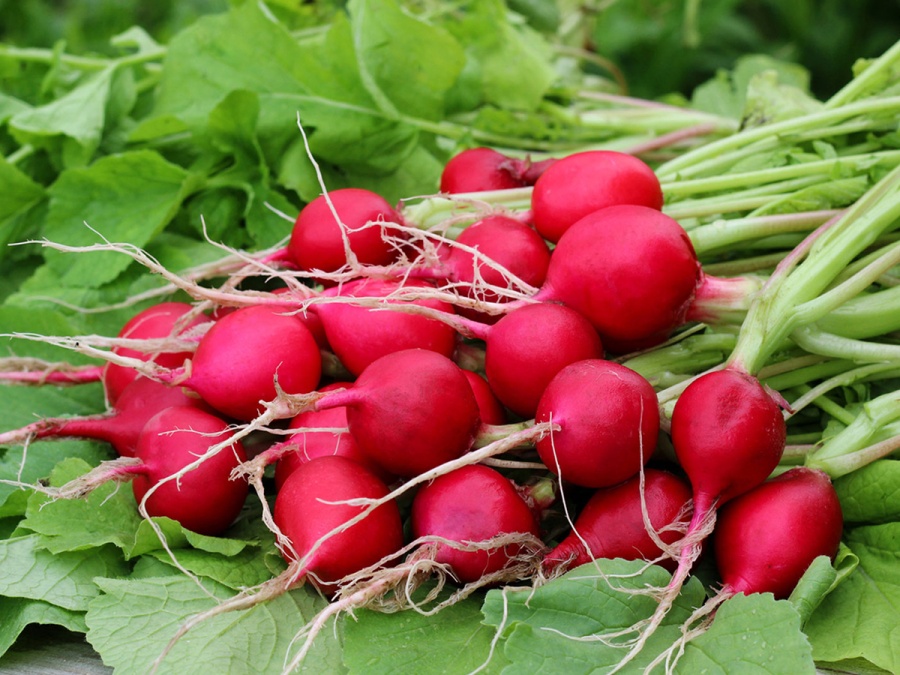 Létem to ve skleníku nekončí