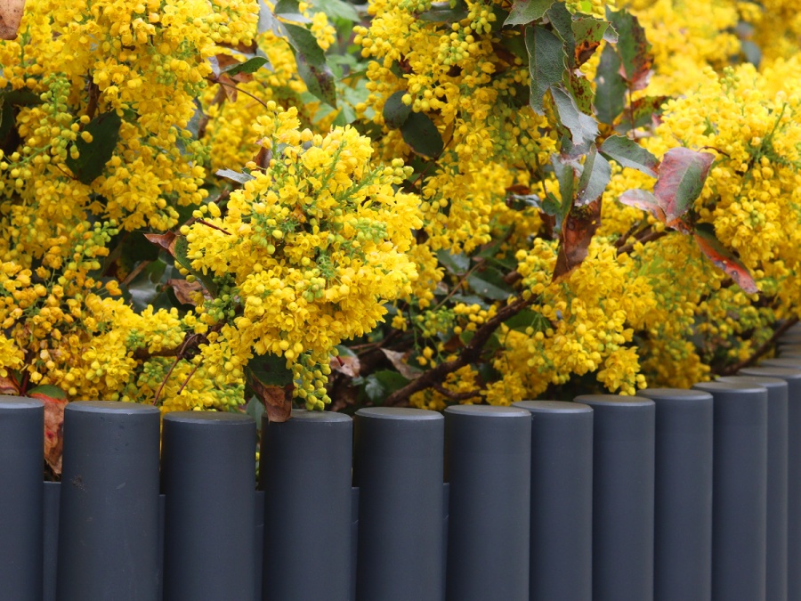 Zahradní palisáda Scobax Florange