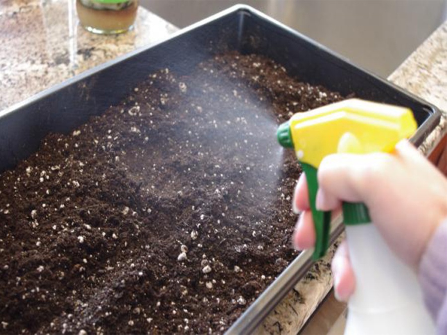 Zbohom škodcovia alebo dezinfekcia skleníka