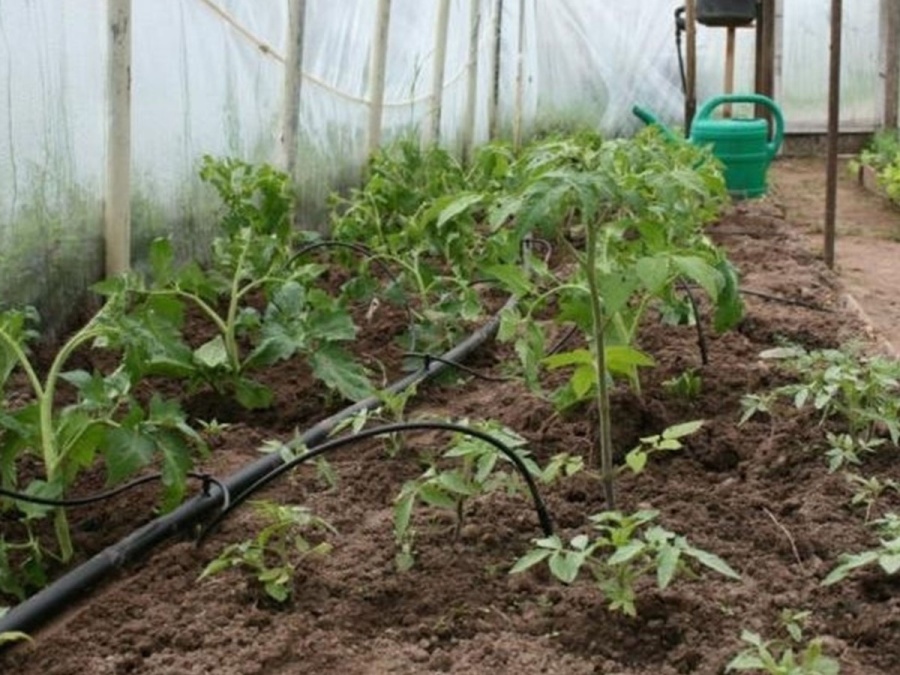 Kapková závlaha Scobax S